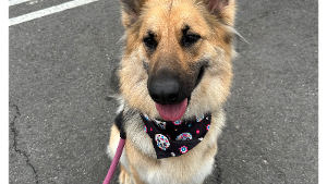 Lost Pet: Maya