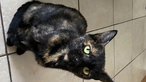 Lost Pet: Michy