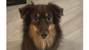 Lost Pet: Mocha