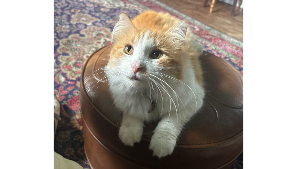 Lost Pet: Tevye