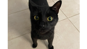 Lost Pet: SQUID