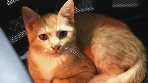 Lost Pet: Kaede