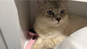 Lost Pet: George
