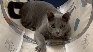 Lost Pet: Bagheera