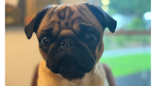 Lost Pet: Chip