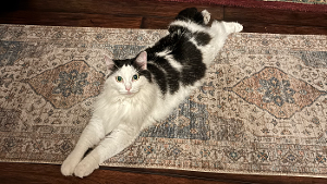 Lost Pet: Kat