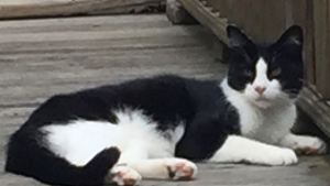 Lost Pet: Buddy
