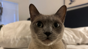 Lost Pet: Fern