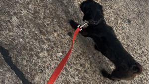 Lost Pet: Bean