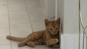 Lost Pet: Charley