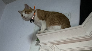 Lost Pet: Copper
