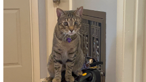 Lost Pet: Kyle