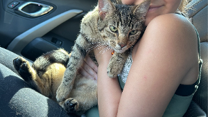 Lost Pet: Leo