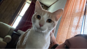 Lost Pet: Tommy