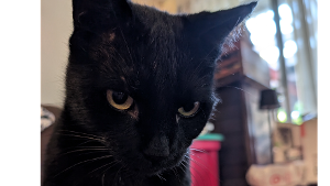 Lost Pet: Jett