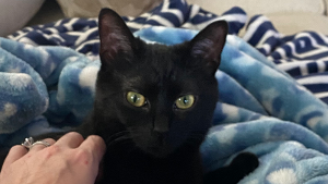 Lost Pet: Sissy Lou