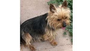 Lost Pet: Luna