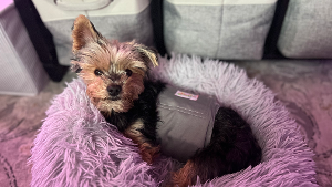 Lost Pet: Pablo