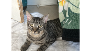 Lost Pet: Ozzy