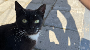 Lost Pet: Luna