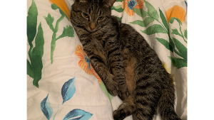 Lost Pet: Maxine