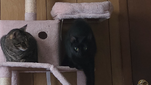 Lost Pet: Mr. Darcy
