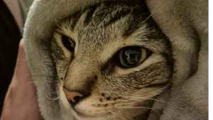 Lost Pet: Nicklas