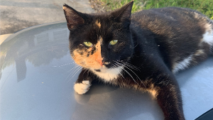 Lost Pet: Ruby Star