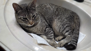 Lost Pet: Charlie Rose