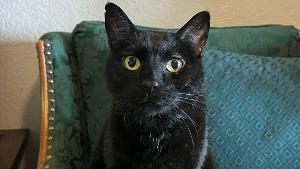 Lost Pet: Sampson
