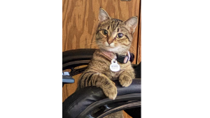 Lost Pet: Janice