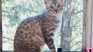 Lost Pet: Luca