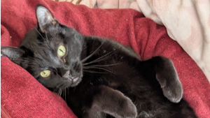 Lost Pet: Banx