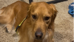 Lost Pet: Koda