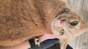 Lost Pet: Ollie