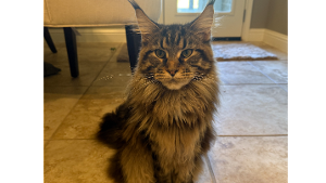 Lost Pet: Holly