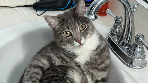 Lost Pet: Loki