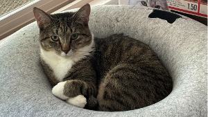 Lost Pet: Kiwi