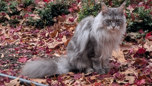 Lost Pet: Noname
