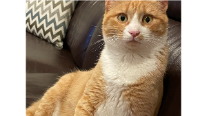 Lost Pet: Oliver