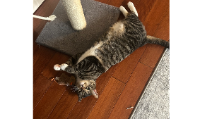 Lost Pet: Growls