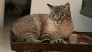Lost Pet: Smoky