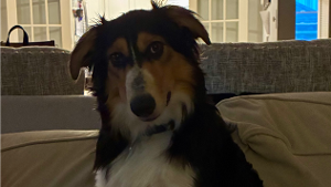 Lost Pet: Penny