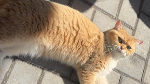 Lost Pet: Nina