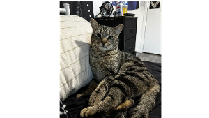 Lost Pet: Hermes