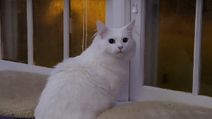 Lost Pet: MURRAY