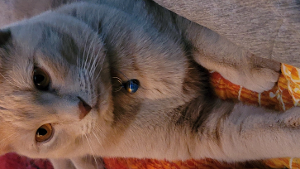 Lost Pet: Simba