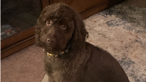 Lost Pet: Regal Grand (Koda)