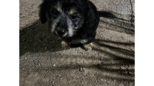 Lost Pet: Koda