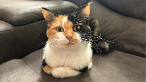 Lost Pet: Millie